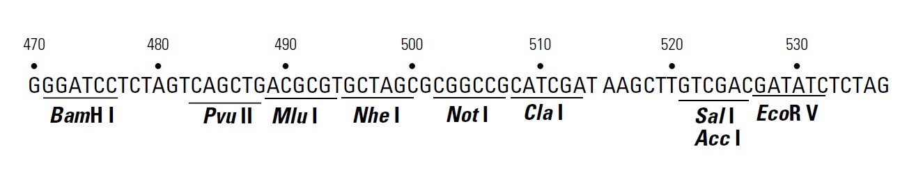 pTRE2 hygro载体多克隆位点 点击看大图 pTRE2 hygro多克隆位点